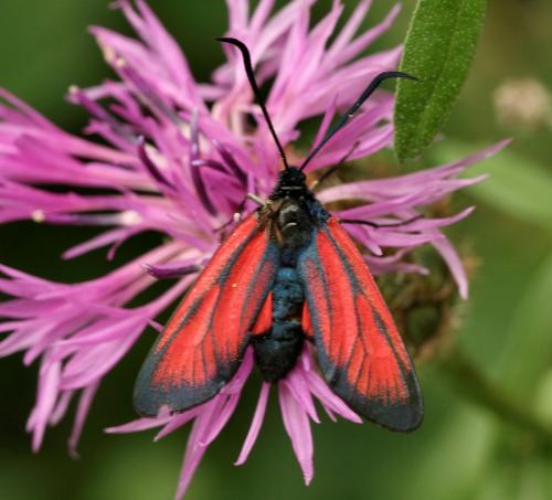 Zygaena sp.