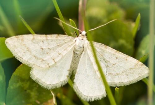 Réf. 126 025 : Mesotype verberata