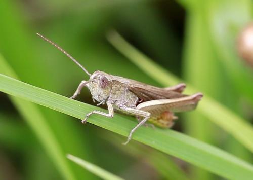 Chorthippus sp.