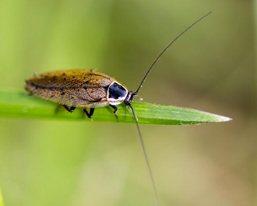 Ectobius sylvestris