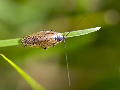 Ectobius sylvestris
