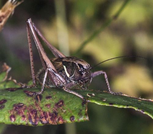 Metrioptera saussuriana