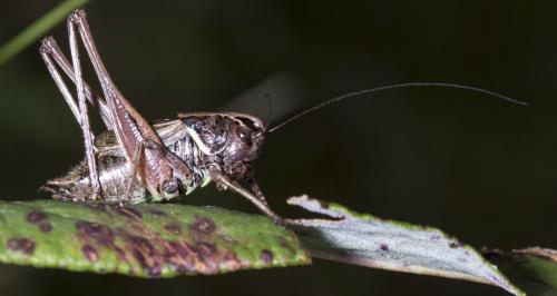 Metrioptera saussuriana