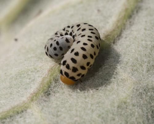 Cephaledo sp.