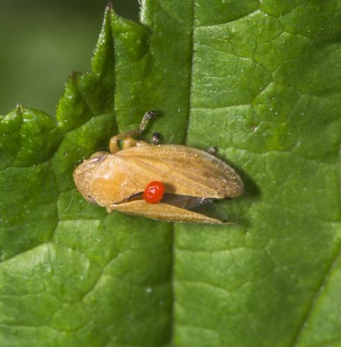Philaenus spumarius