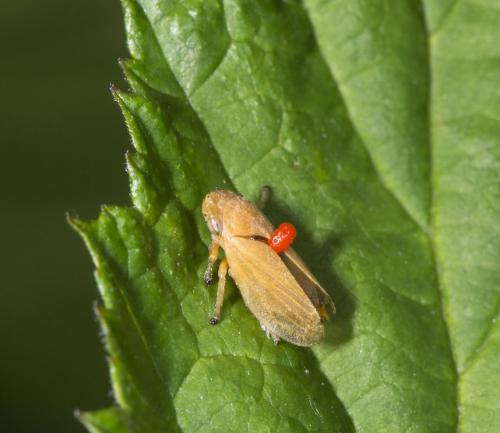 Philaenus spumarius