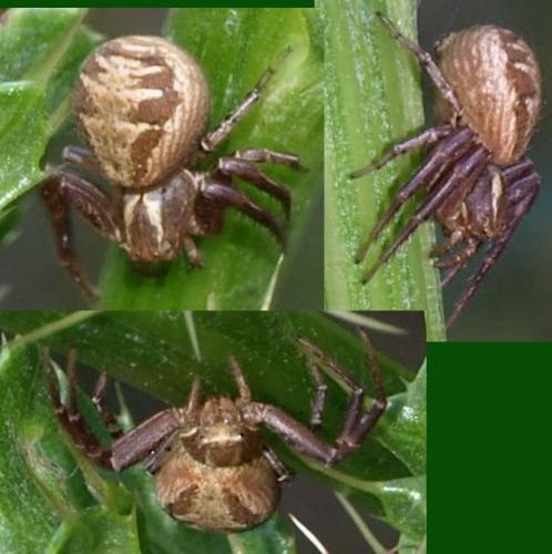 Xysticus sp.