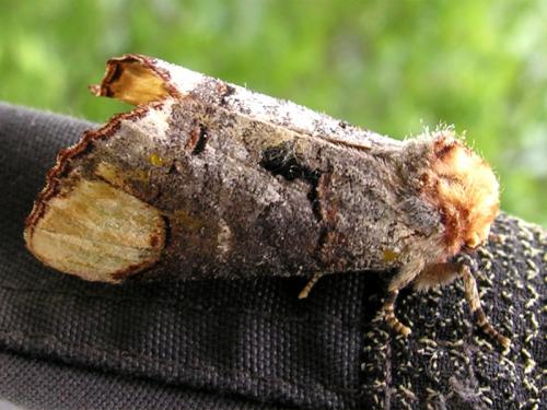 Phalera bucephala