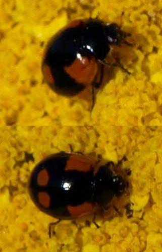 Adalia bipunctata bipunctata