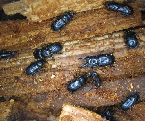Ceruchus chrysomelinus