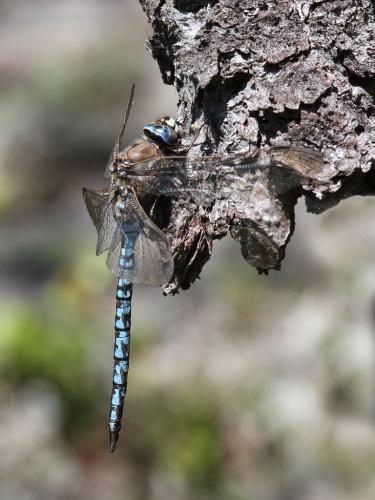 Réf. 126 736 : Aeshna caerulea