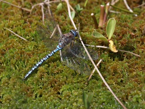 Réf. 126 737 : Aeshna caerulea