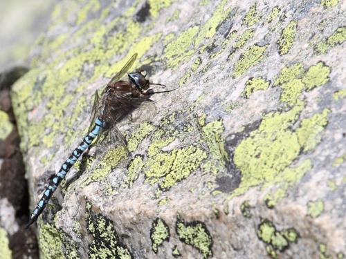 Réf. 126 738 : Aeshna caerulea