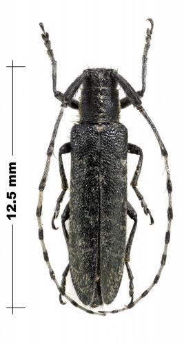 Réf. 126 589 : Agapanthia lederi