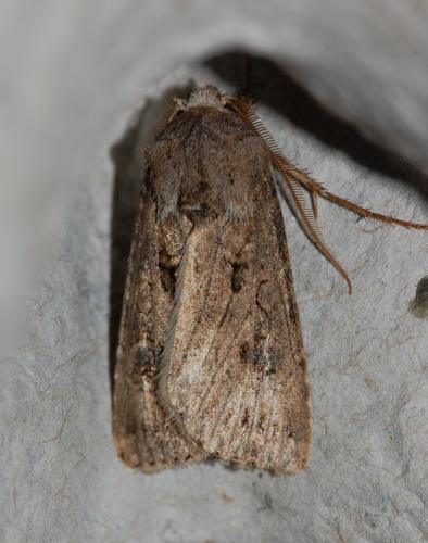 Agrotis bigramma