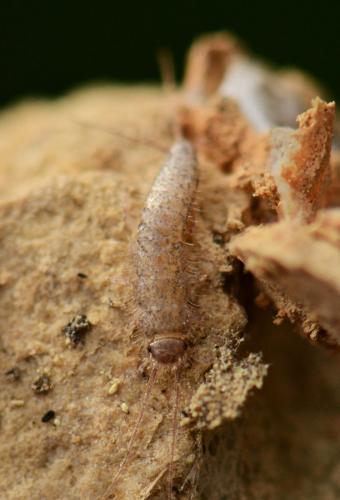 Réf. 126 740 : Ctenolepisma sp.