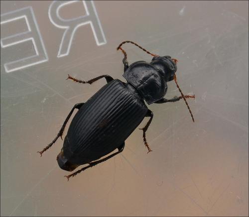 Réf. 126 457 : Anisodactylus binotatus