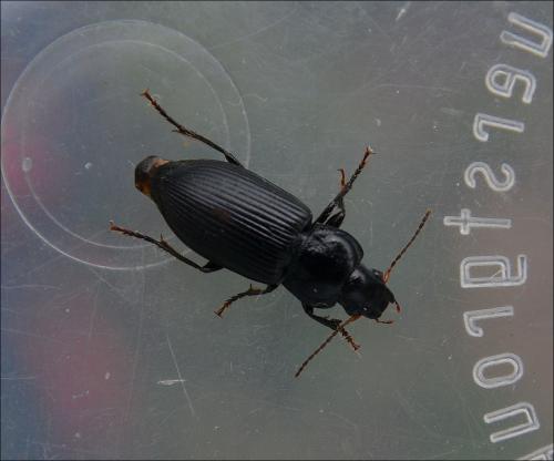 Anisodactylus binotatus