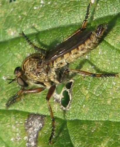 Asilinae