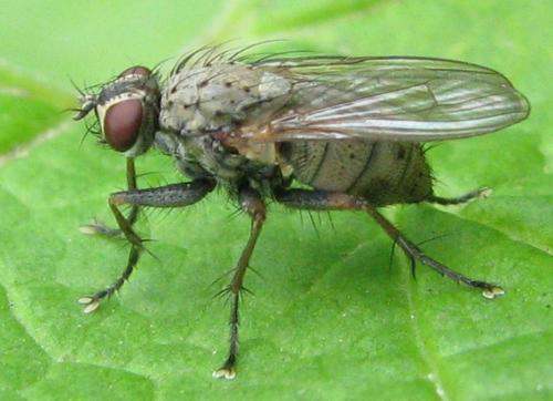 Coenosia tigrina