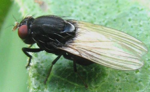 Minettia longipennis