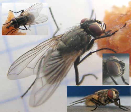 Musca domestica