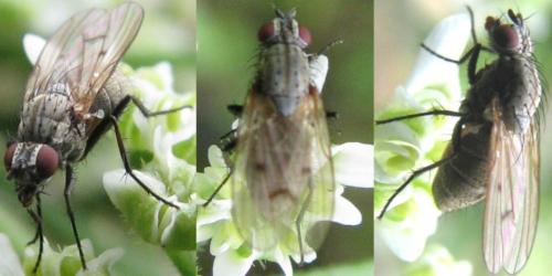 Réf. 126 018 : Anthomyia liturata