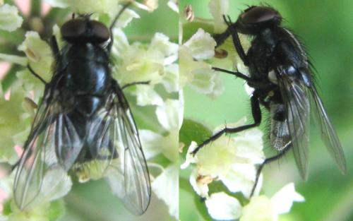 Morellia sp.