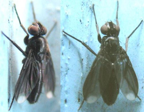 Réf. 126 304 : Melanophora roralis