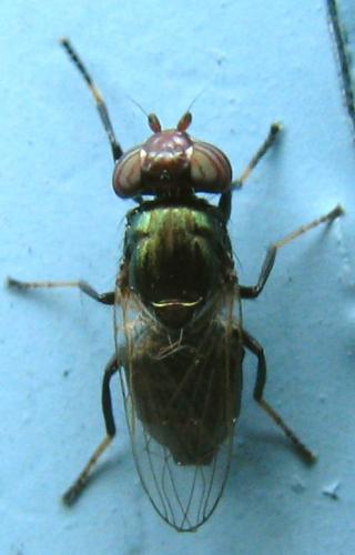 Réf. 126 115 : Physiphora alceae