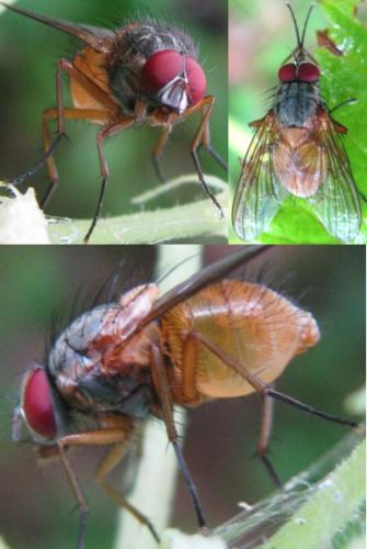 Réf. 126 021 : Phaonia rufiventris