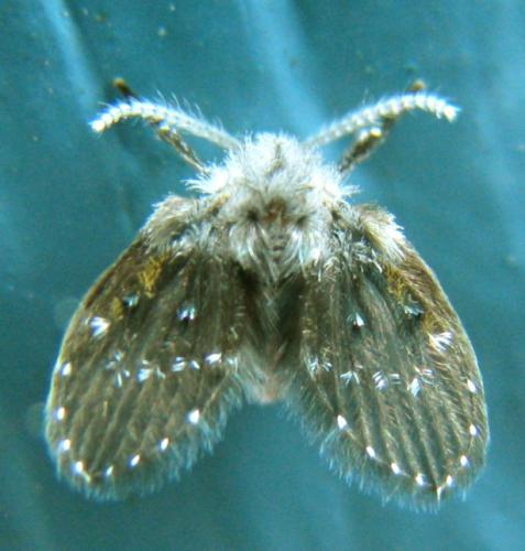 Réf. 126 333 : Clogmia albipunctata