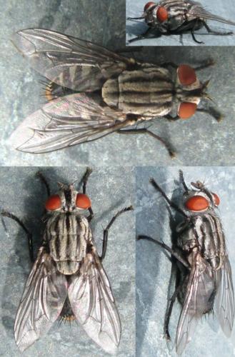 Sarcophaga sp.