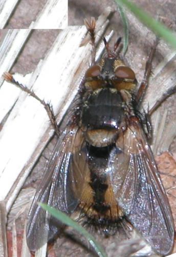 Tachina fera