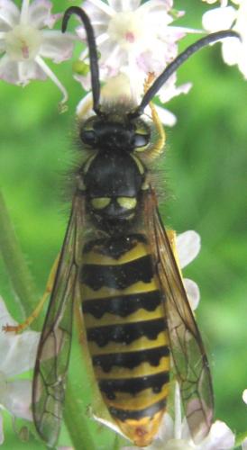 Réf. 126 921 : Vespula vulgaris