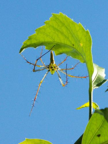 Peucetia sp.