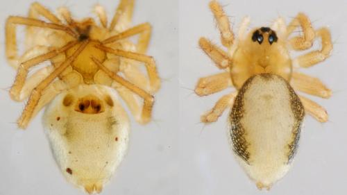Minicia marginella