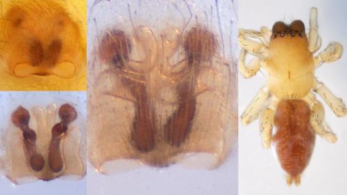 Réf. 126 970 : Clubiona pseudoneglecta