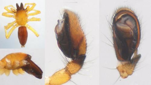 Réf. 126 969 : Clubiona pseudoneglecta