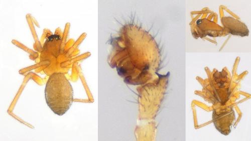 Oedothorax fuscus