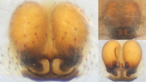 Enoplognatha afrodite
