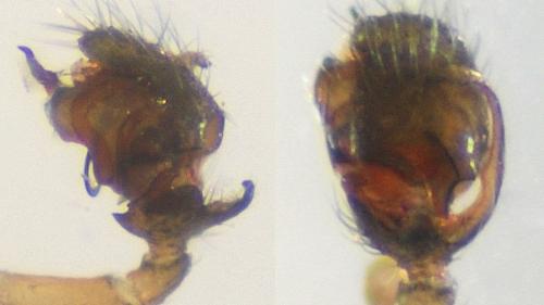 Réf. 126 151 : Trichoncus saxicola