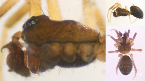 Réf. 126 150 : Trichoncus saxicola