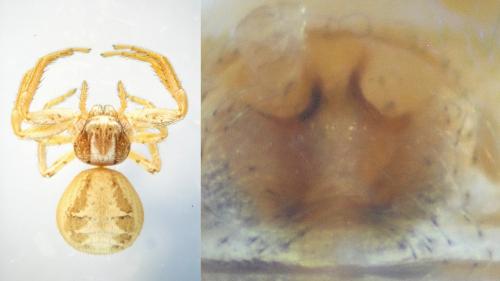 Réf. 126 486 : Xysticus cristatus