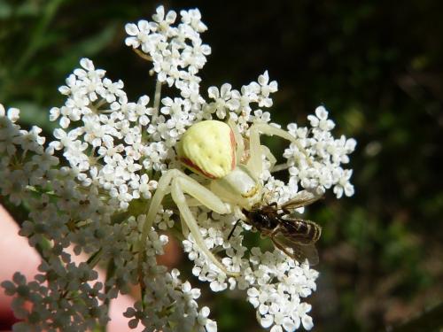 Misumena vatia