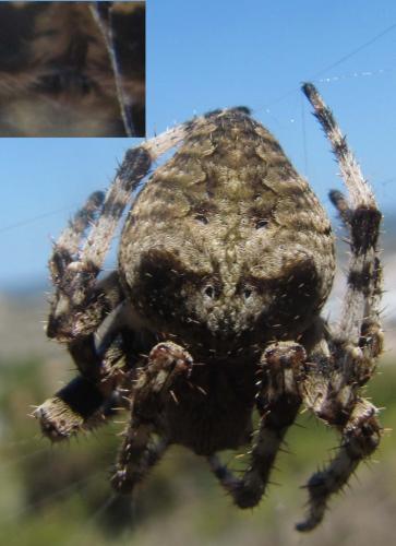 Araneus angulatus
