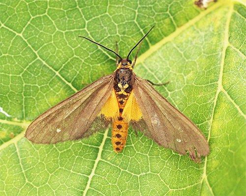 Dysauxes punctata