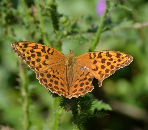 Réf. 126 133 : Argynnis paphia