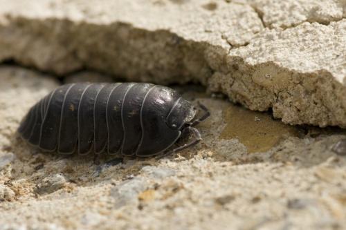 Armadillidium depressum
