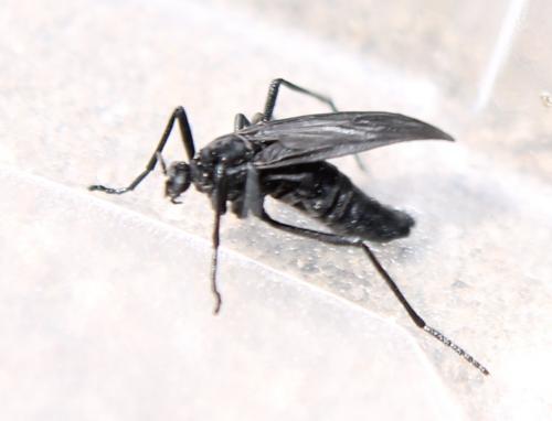Penthetria funebris